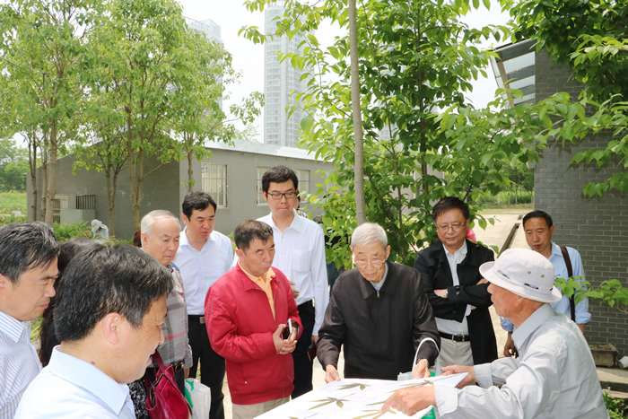 蒋士成院士姚穆院士听取鸡脚棉培育情况汇报.jpg